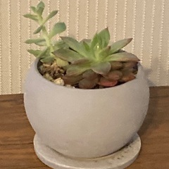 多肉植物　寄植え　エケベリア　 陶器鉢　受け皿付き　Aの画像