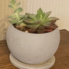 多肉植物　寄植え　エケベリア　 陶器鉢　受け皿付き　Aの画像