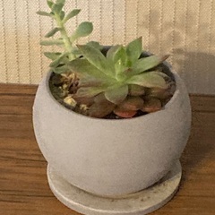 多肉植物　寄植え　エケベリア　 陶器鉢　受け皿付き　Aの画像