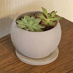 多肉植物　寄植え　エケベリア　 陶器鉢　受け皿付き　Bの画像