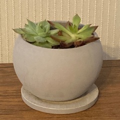 多肉植物　寄植え　エケベリア　 陶器鉢　受け皿付き　Bの画像