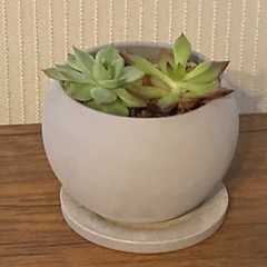 多肉植物　寄植え　エケベリア　 陶器鉢　受け皿付き　Bの画像