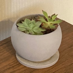 多肉植物　寄植え　エケベリア　 陶器鉢　受け皿付き　Bの画像