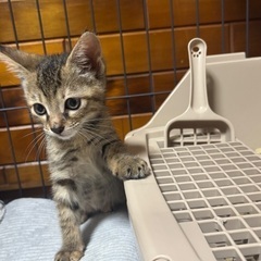 子猫の里親募集