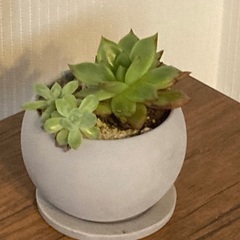多肉植物　寄植え　エケベリア　 陶器鉢　受け皿付き　Cの画像
