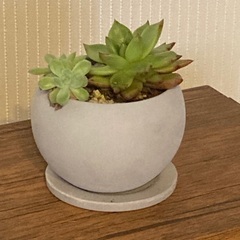 多肉植物　寄植え　エケベリア　 陶器鉢　受け皿付き　Cの画像