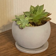 多肉植物　寄植え　エケベリア　 陶器鉢　受け皿付き　Cの画像