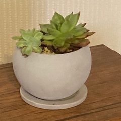 多肉植物　寄植え　エケベリア　 陶器鉢　受け皿付き　Cの画像