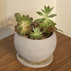 多肉植物　寄植え　エケベリア　 陶器鉢　受け皿付き　Dの画像