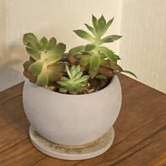 多肉植物　寄植え　エケベリア　 陶器鉢　受け皿付き　Dの画像