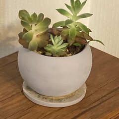 多肉植物　寄植え　エケベリア　 陶器鉢　受け皿付き　Dの画像