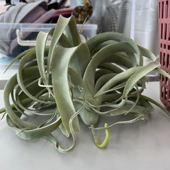 リユースのサカイ東金店 人工観葉植物 TJ12770 の画像