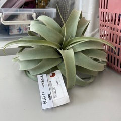 リユースのサカイ東金店 人工観葉植物 TJ12770 