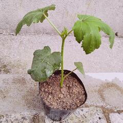 【取引相手決定済】　オクラ　オクラ苗　野菜　野菜苗　家庭菜園　