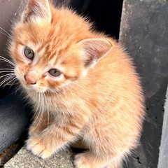 【新しいお家が決まりました】子猫の里親募集