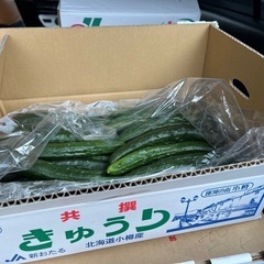 小樽産🥒4本¥180👏✨