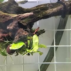 一時停止【格安】レッドチェリーシュリンプ　成体の画像