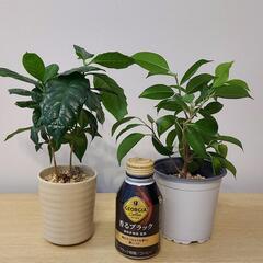 🔴組合せB　ベンジャミン＆コーヒーノ木の画像