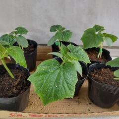 自宅で種から発芽させたキュウリの苗6鉢です♪        の画像