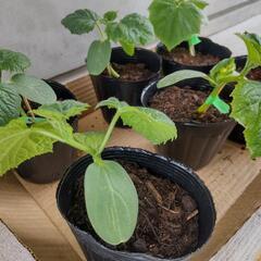 自宅で種から発芽させたキュウリの苗6鉢です♪        の画像