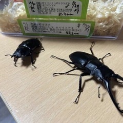 ケイスケ ギラファノコギリクワガタ ホワイトアイ　幼虫