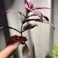 写真より葉痛みの為値下げ　ストロビランテス ウラムラサキ 観葉植物の画像