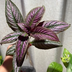 写真より葉痛みの為値下げ　ストロビランテス ウラムラサキ 観葉植物の画像