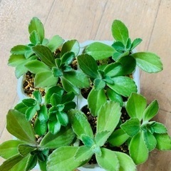 多肉植物ひとつ50円の画像