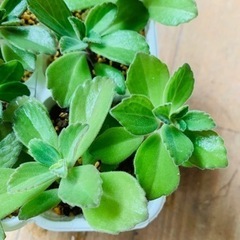 多肉植物ひとつ50円の画像