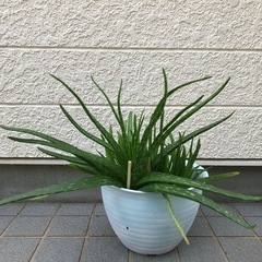 アロエベラ