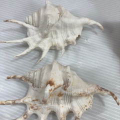置物 貝殻 の画像
