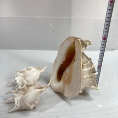 置物 貝殻 の画像