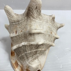置物 貝殻 の画像