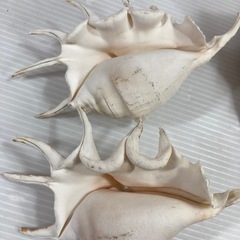 置物 貝殻 の画像