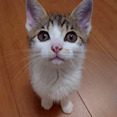 💕ゴロゴロ言って甘えるキジ白つぶみちゃん💕