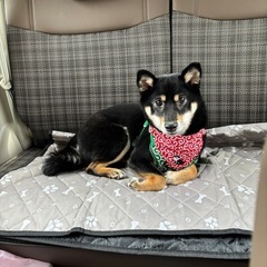 豆柴＆柴犬好き倶楽部🐕 💗