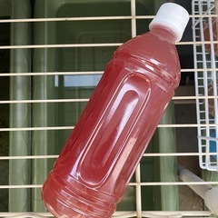 PSB◆メダカ◆種水30ml◆エビオス錠2粒付き◆
