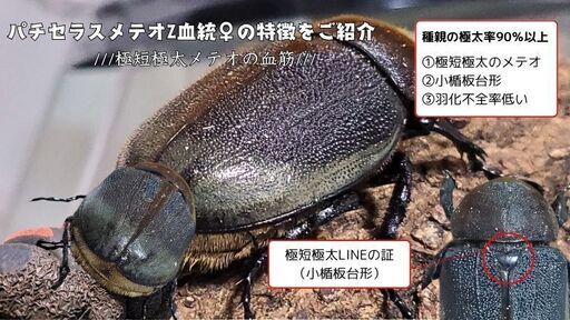 【極短極太血統】ヘラクレス・メテオ(Jewel Crown血統)F1　3令幼虫♂♀ペア 種親♂129.6mm×♀71.0mm