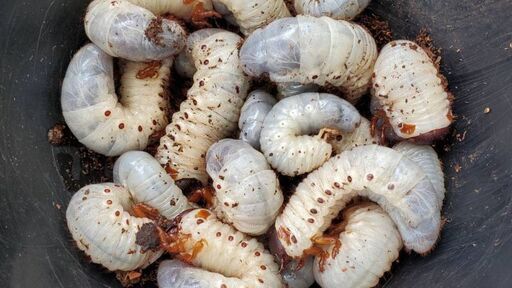 【極短極太血統】ヘラクレス・メテオ(Jewel Crown血統)F1　3令幼虫♂♀ペア 種親♂129.6mm×♀71.0mm