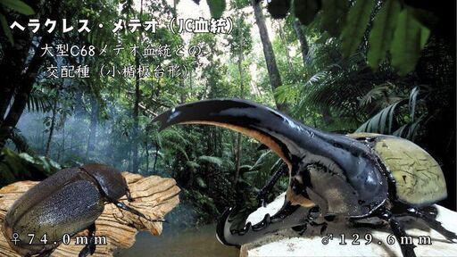 極短極太/ヘラクレス・メテオ(Jewel Crown血統)F1　3令幼虫♂♀ペア 種親♂129.6mm×♀74.0mm