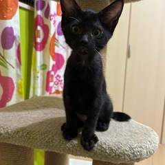 2ヶ月齢　黒猫の兄妹
