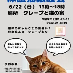 保護猫譲渡会6/22(日)