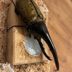 ヘラクレス♂単品5000円〜　ペア7000円〜の画像