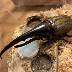 ヘラクレス♂単品5000円〜　ペア7000円〜の画像