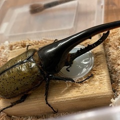 ヘラクレス♂単品5000円〜　ペア7000円〜の画像