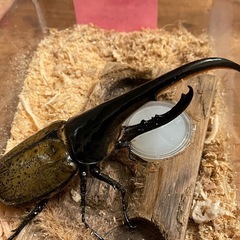ヘラクレス♂単品5000円〜　ペア7000円〜