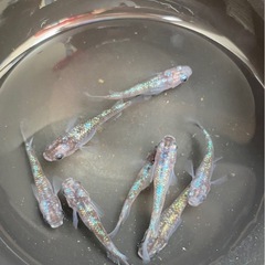 残り1セット‼️白ブチラメサファイア💎　８匹　メダカ　めだか