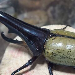 極短極太/ヘラクレス・メテオ(Jewel Crown血統)　3令幼虫♂♀2ペア（4頭）F1 種親♂129.6mm×♀74.0mmの画像