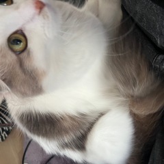 スコティッシュフォールド❣️2歳❣️