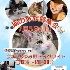 ほごねこちゃんと里親様のお見合い